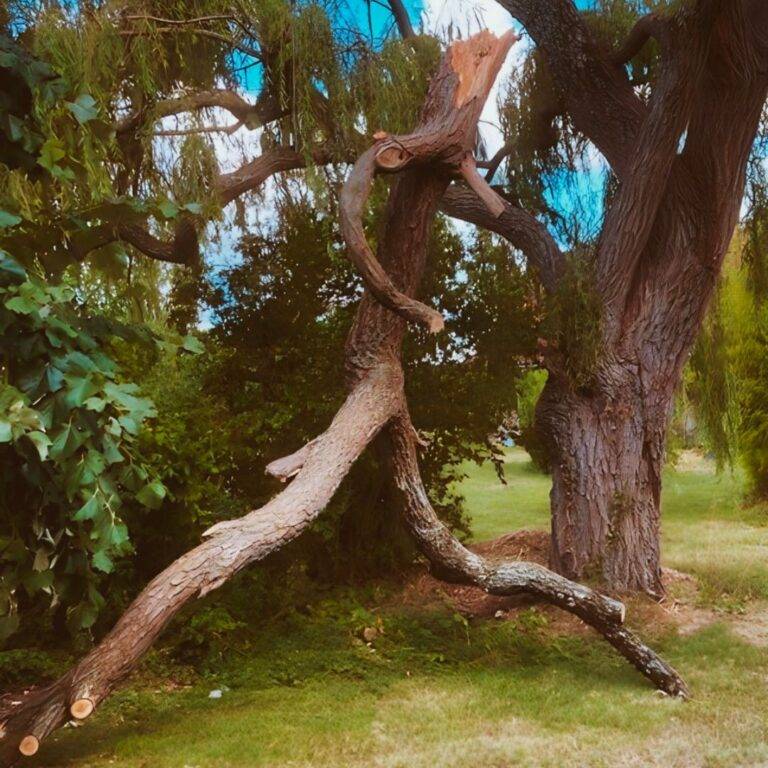 Élagage abattage arbre Atou'Vert Tours